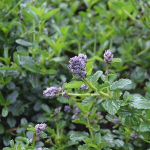 Ceanothus thyrsiflorus var. repens ---